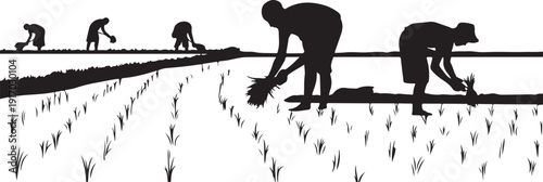Silhouettes of people planting rice in a field