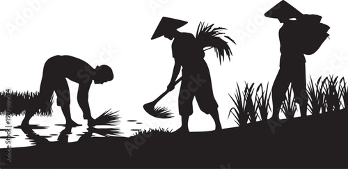 Three farmers working in rice field with conical hats