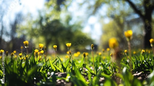 Sunny spring meadow with vibrant yellow tulips blooming under trees.