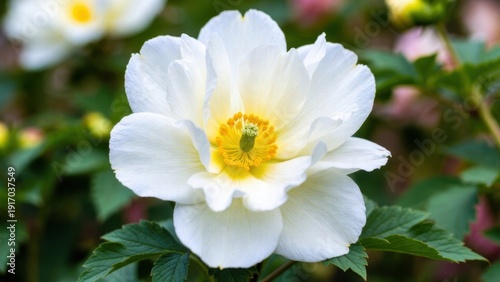 White peony flower in bloom with lush green foliage.