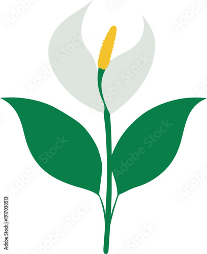Stylized Peace Lily Flower Illustration with Green Leaves