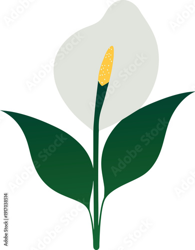 Minimalist Peace Lily Plant Illustration with Green Leaves