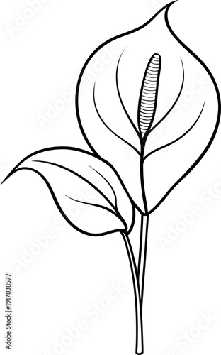 Black and White Peace Lily Line Art Illustration