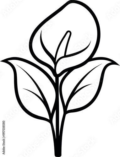Elegant Peace Lily Flower Line Art Illustration