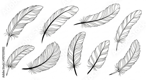 A set of delicate black and white feather illustrations in a minimalist line art style