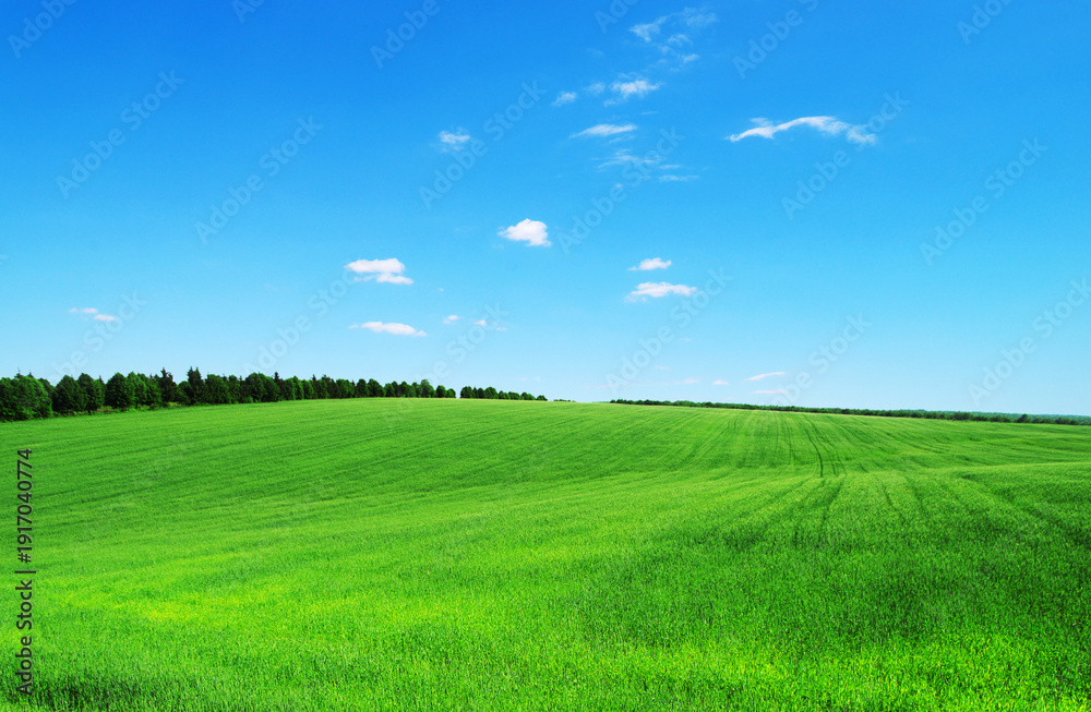 Obraz premium Green field and blue sky. Meadow landscape. Nature background