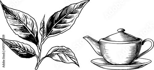 Vintage engraving of tea leaves with teapot and cup for design and decoration