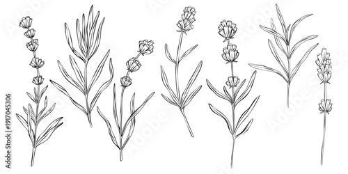 Lavender branches hand drawn vector outline illustration. Botanical clipart in monochrome style. natural motif. Elegant floral art for wedding invitations branding, packaging, cards and templates