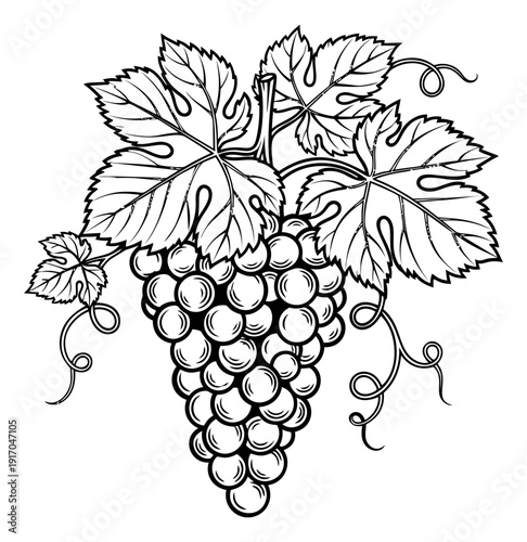 Hand drawn line art illustration of a bunch of grapes depicting ripe fruit on a vine for food and beverage concepts