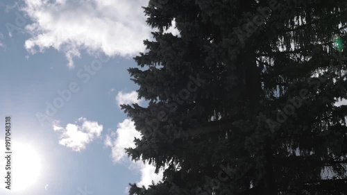 Bright sun flares through tall evergreen trees as soft clouds drift across a blue sky. The camera gently tilts upward, capturing a calm, natural forest moment filled with light, air, and serenity.