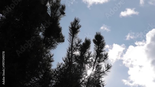 Bright sun flares through tall evergreen trees as soft clouds drift across a blue sky. The camera gently tilts upward, capturing a calm, natural forest moment filled with light, air, and serenity.