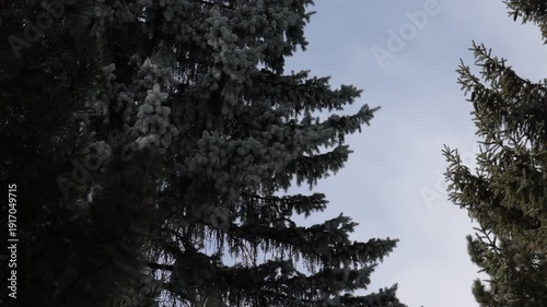 Bright sun flares through tall evergreen trees as soft clouds drift across a blue sky. The camera gently tilts upward, capturing a calm, natural forest moment filled with light, air, and serenity.