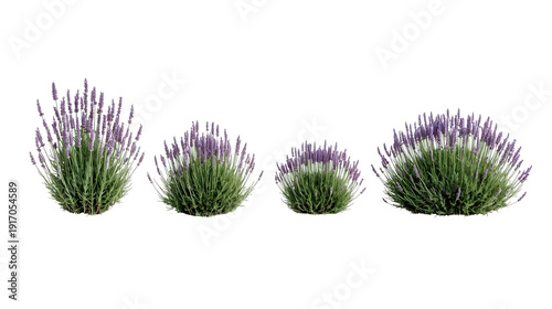 Lavender bushes