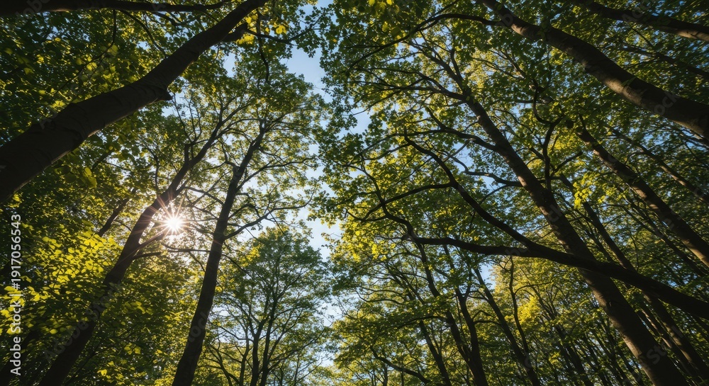 Fototapeta premium A forest canopy with sunlight shining through the trees