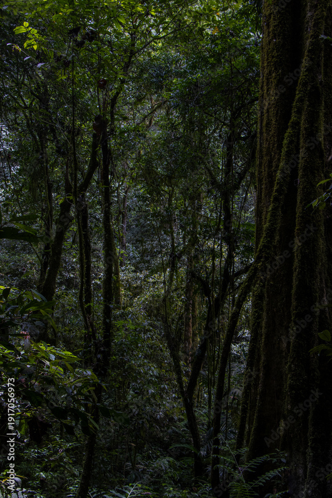 Fototapeta premium Im Regenwald von Bali, Indonesien