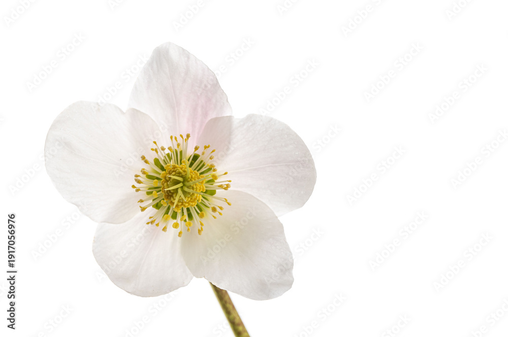 Obraz premium Minimalist Winter Bloom Portrait. This ethereal Hellebore flower displays organic symmetry and delicate textures, offering a serene floral aesthetic for sophisticated seasonal design.