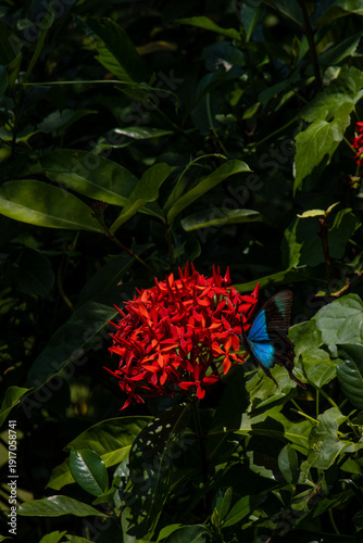 Natur im Regenwald auf Bali