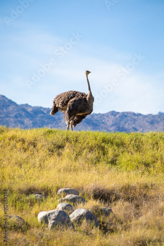 ostrich in the wild