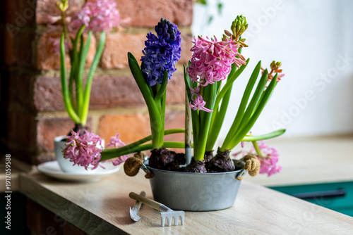 Fresh floral home decor, Easter holiday preparation. Hyacinth bright pink, violet flowers with bulbs in metal pot. Gardening tools, leisure and hobby concept. Wooden background, springtime