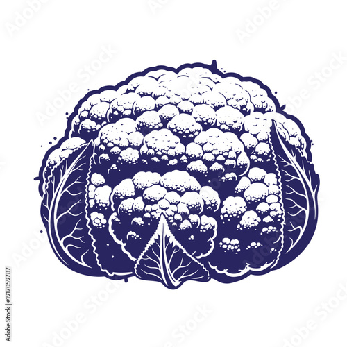 Grunge texture A blue and white illustration of a cauliflower on a white background  a healthy vegetable for cooking and eating Vintage Style
