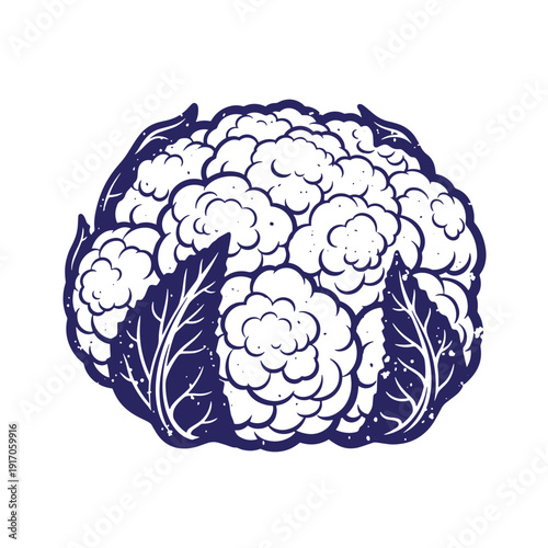 Grunge texture A blue and white illustration of a cauliflower with leaves on a plain white background Vintage Style