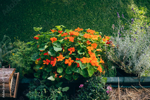 Tableau sur toile Vibrant orange nasturtium flowers growing in a pot on a city balcony