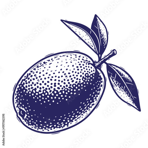 Grunge texture drawing of a blue lemon with leaves on white background  simple still life Vintage Style