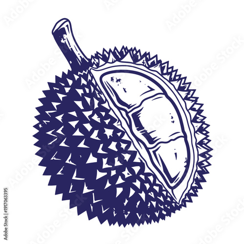 Grunge texture Durian fruit illustration with spiky exterior and open section showing inner flesh  tropical exotic fruit with thorns Vintage Style