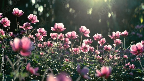 Sunlit pink flowers in a lush garden during golden hour.