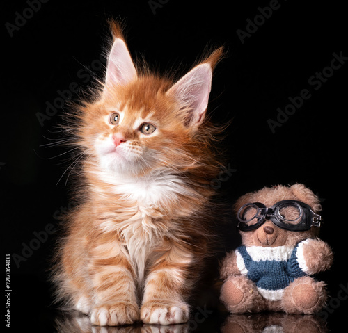 Beautiful cute maine coon kitten on black background in studio, isolated.
