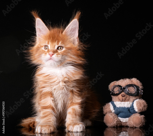 Beautiful cute maine coon kitten on black background in studio, isolated.