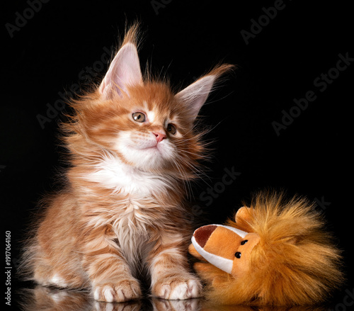 Beautiful cute maine coon kitten on black background in studio, isolated.