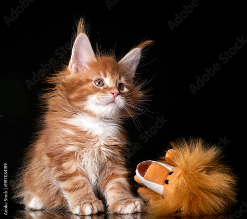 Beautiful cute maine coon kitten on black background in studio, isolated.
