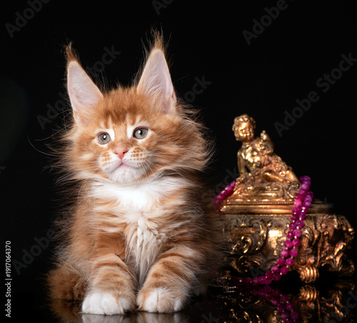 Beautiful cute maine coon kitten on black background in studio, isolated.