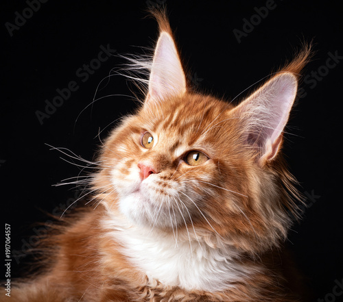 Beautiful cute maine coon kitten on black background in studio, isolated.