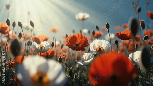 Sunlit poppy field with vibrant red and white blooms swaying in the breeze.