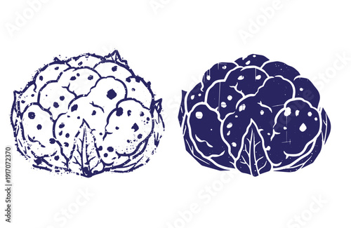 Grunge texture cauliflower illustrations in blue color  two cauliflower heads with different textures and shading Vintage Style