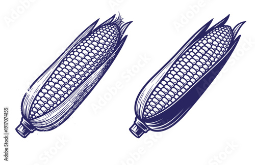 Grunge texture Two blue corn on the cob with leaves and kernels illustration Vintage Style