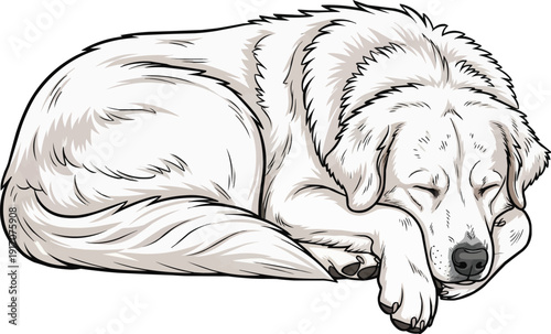 Tatra Shepherd Dog curled up sleeping resting illustration