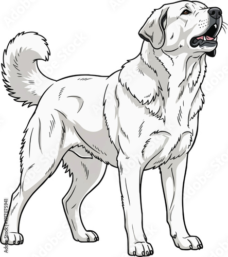 Tatra Shepherd Dog standing alert barking pose illustration
