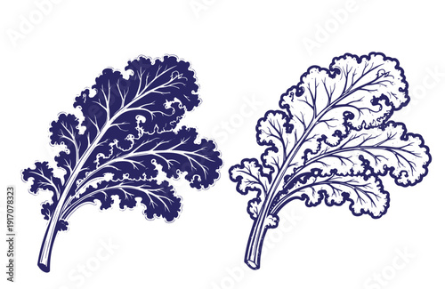 Grunge texture Two blue and white illustrations of kale leaves on white background for design and decoration purposes  healthy food and nutrition concepts Vintage Style