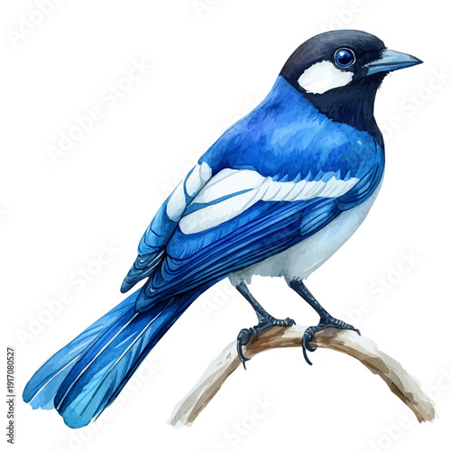 Magpie, refined watercolor illustration with luminous tones and soft layered brushwork, isolated on a white background.
