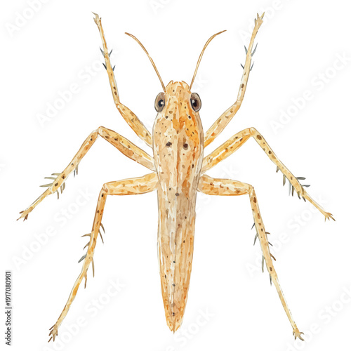 watercolor of Louse illustration, isolated on a white background.