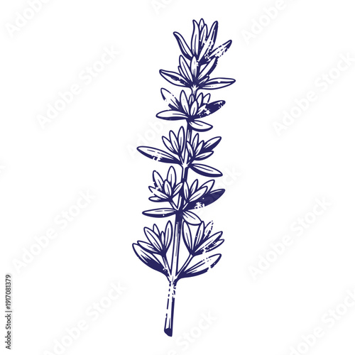 Grunge texture Lavender sprig with leaves and stem in a blue illustration on white background Vintage Style