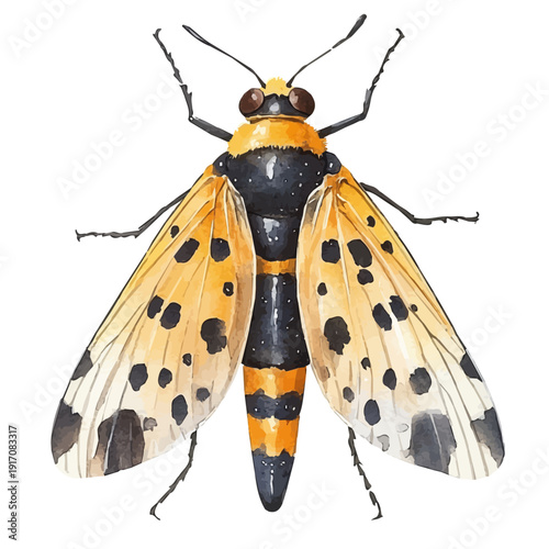 Lanternfly, illustration watercolor with dynamic strokes and balanced color harmony, isolated on a white background.