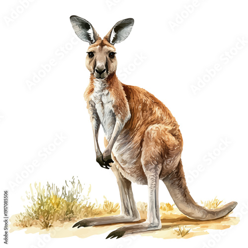 Kangaroo, illustration watercolor with dynamic strokes and balanced color harmony, isolated on a white background.