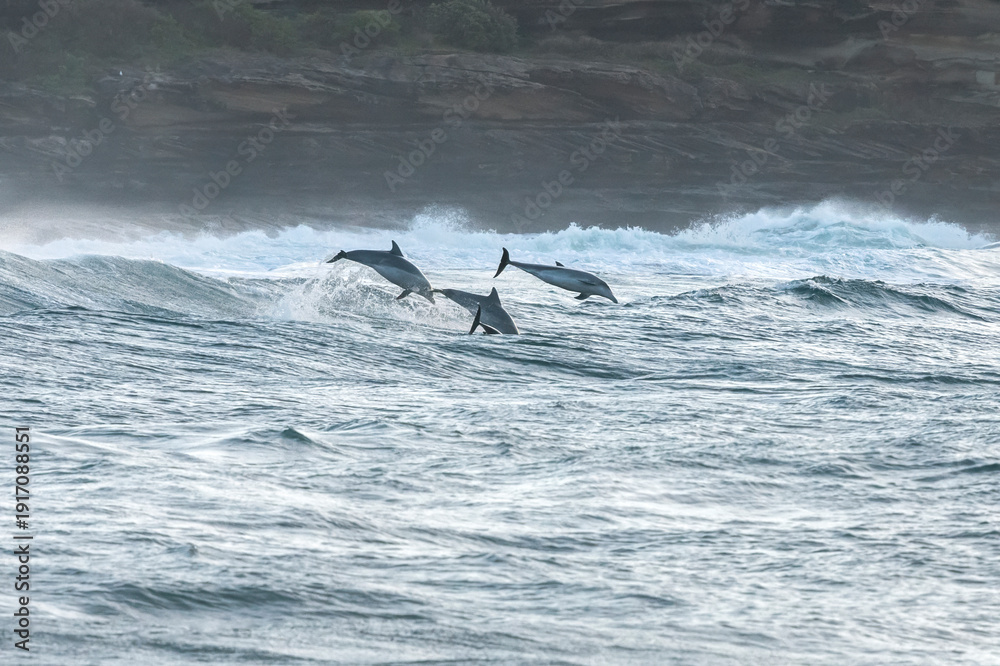 Obraz premium Bottlenose dolphins riding breaking waves near Bronte Beach, Sydney, New South Wales, Australia. Coastal marine wildlife scene with ocean surf.