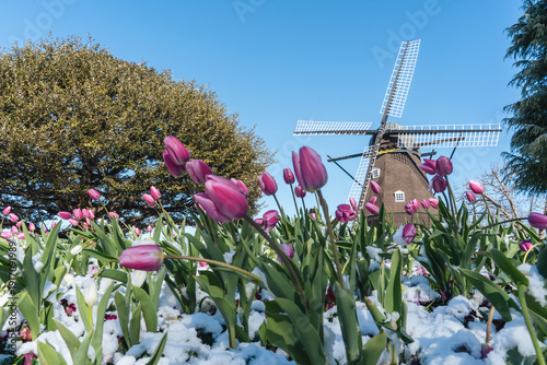ふなばしアンデルセン公園 風車とアイスチューリップの雪景色