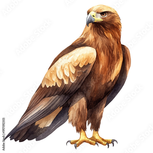 watercolor of Golden Eagle, vector clipart, isolated on a white background.