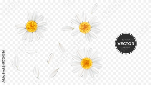 Delicate white daisies with yellow centers and falling petals on a transparent background.